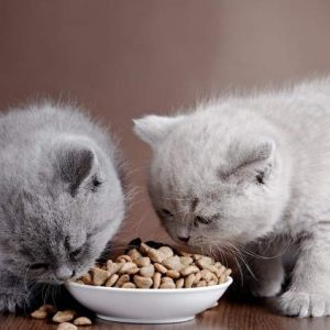 Ruyada Kediye Yemek Vermek Ne Anlama Gelir Neye Isarettir Ruya Tabirleri
