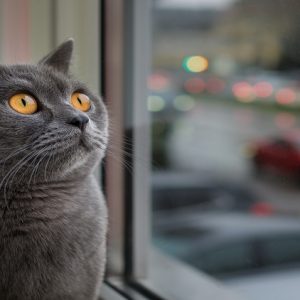 Eve Kedi Almak