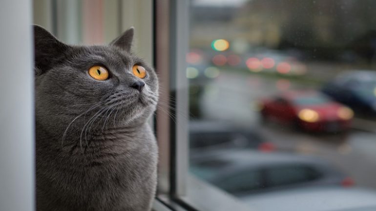 Rüyada Evde Kedi Görmek Ne Anlama Gelir, Neye İşarettir?  Gerçek Rüya