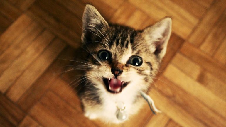 Rüyada Kedi Miyavlaması Duymak Ne Anlama Gelir, Neye İşarettir?