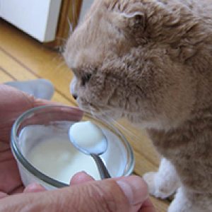 Ruyada Evde Kedi Beslemek Ne Anlama Gelir Neye Isarettir Ruya Tabirleri