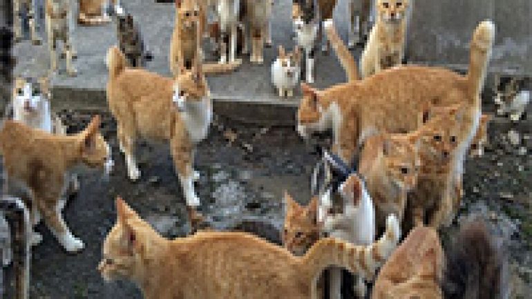Rüyada Kedi Sürüsü Görmek Ne Anlama Gelir, Neye İşarettir
