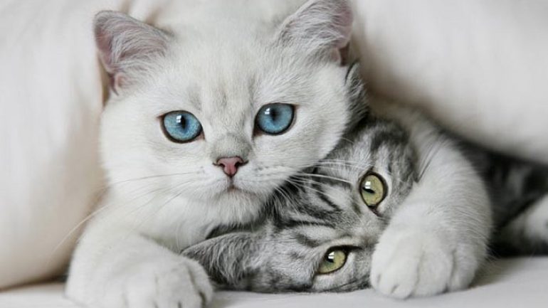 Rüyada Kedi Kesip Yemek Ne Anlama Gelir, Neye İşarettir? Gerçek Rüya