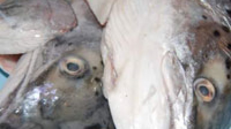 Rüyada Balık Kafası Görmek