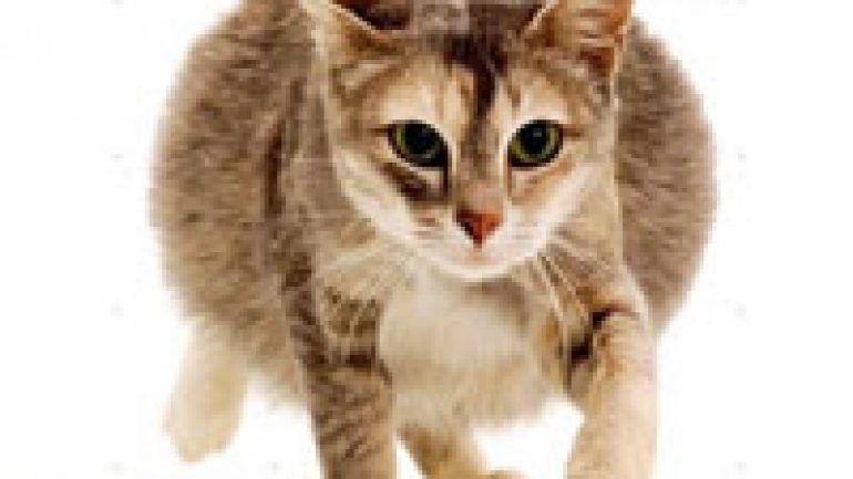 Rüyada Hamile Kedi Görmek