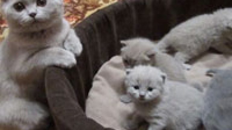 Rüyada Kedi Ailesi Görmek