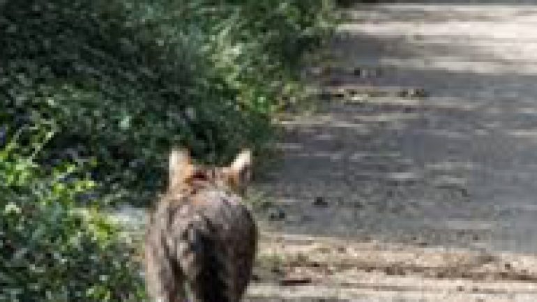 Rüyada Kedi Avlamak