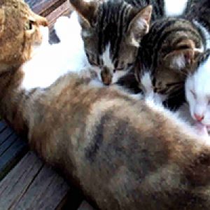 Ruyada Kedi Emzirmek Ruyatabirleri Blog Ruya Tabirleri