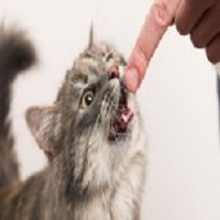 Ruyada Kedi Isirmasi Ruyatabirleri Blog Ruya Tabirleri