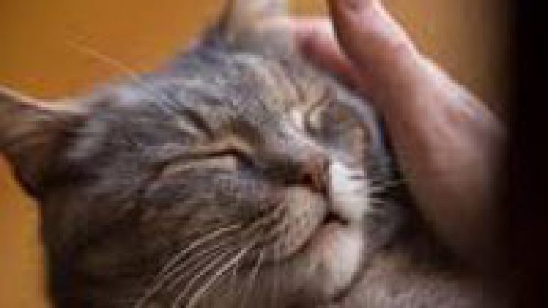 Rüyada Kedi Ölmesi