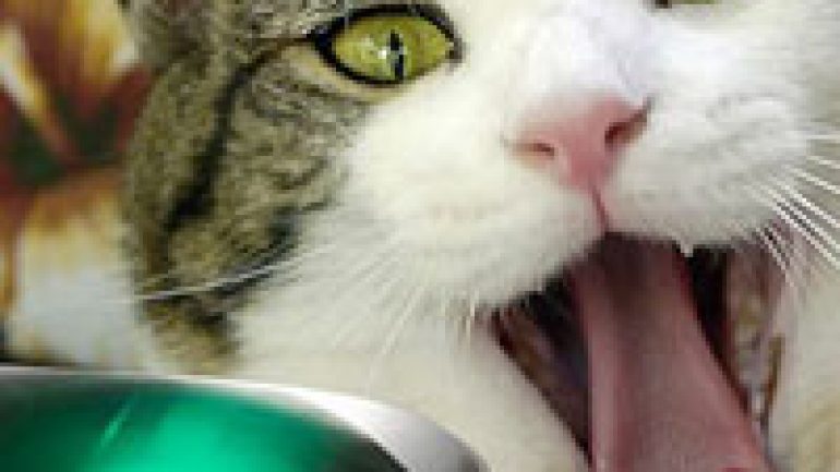 Rüyada Kedi Zehirlemek