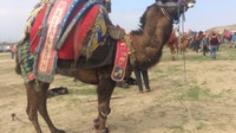 Rüyada Deve Görmek Ne Anlama Gelir, Neye İşarettir?