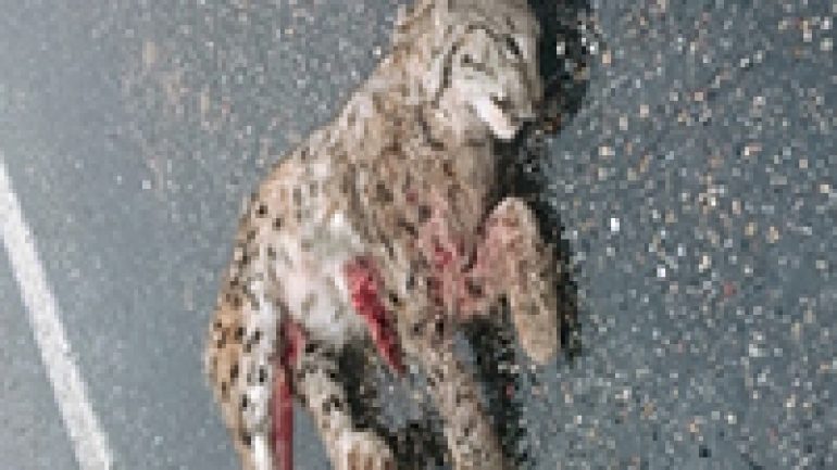 Rüyada Ölü Kedi Görmek RuyaTabirleri.blog Gerçek Rüya