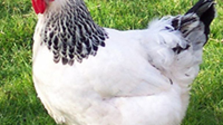 Rüyada Tavuk Görmek Ne Anlama Gelir, Neye İşarettir?