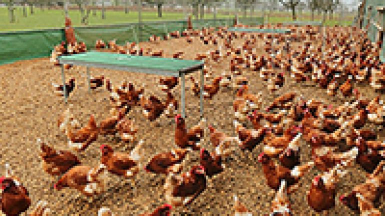 Rüyada Tavuk Sürüsü Görmek
