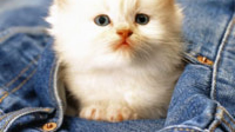 Rüyada Küçük Kedi Görmek Ne Anlama Gelir, Neye İşarettir?
