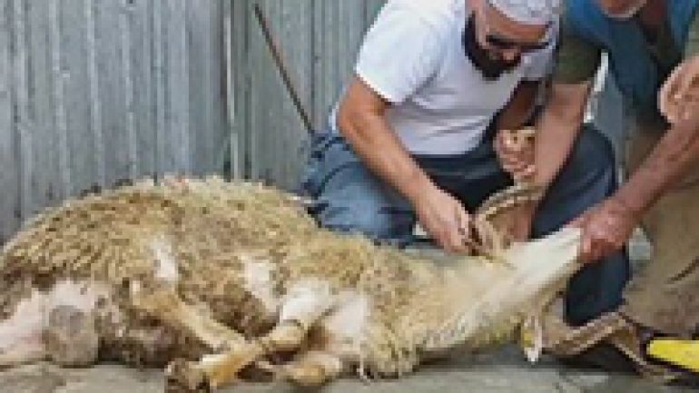 Rüyada Kurban Kesmek Ne Anlama Gelir, Neye İşarettir?