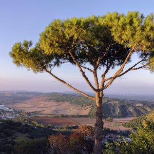 ruyada agac gormek ne anlama gelir neye isarettir ruya tabirleri