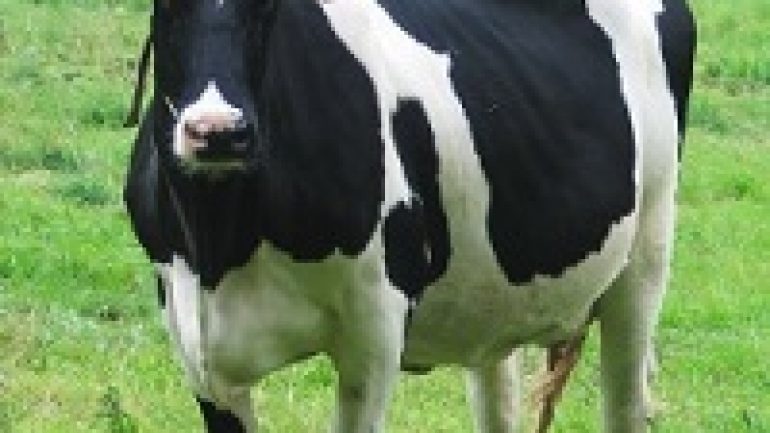 Rüyada İnek Kesildiğini Görmek Ne Anlama Gelir, Neye İşarettir?