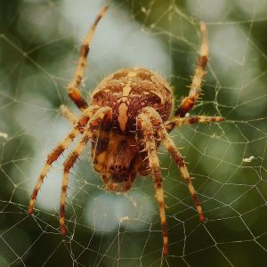 ruyada orumcek gormek ne anlama gelir neye isarettir ruya tabirleri