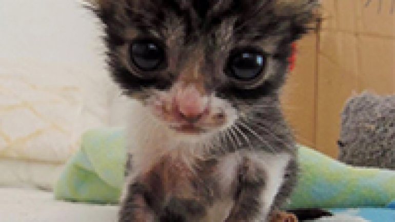 Rüyada Ağlayan Yavru Kedi Görmek Ne Anlama Gelir, Neye İşarettir?