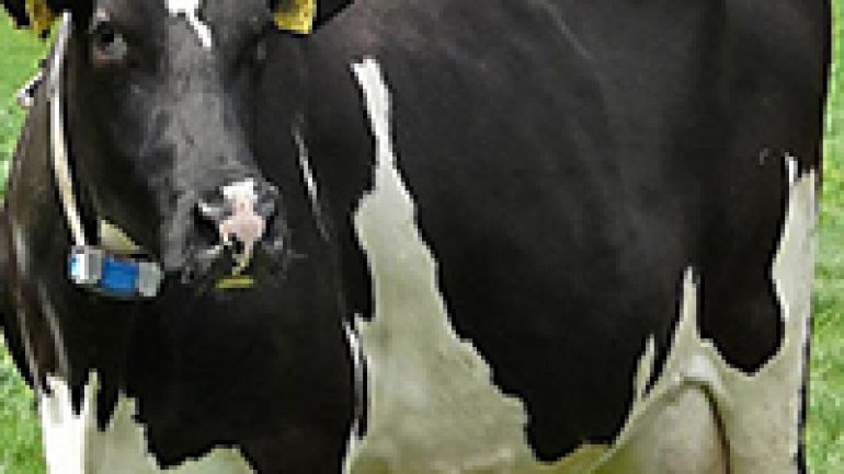 Rüyada Ağlayan İnek Görmek Ne Anlama Gelir, Neye İşarettir?