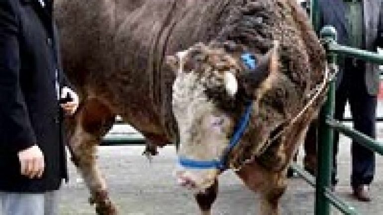 Rüyada İnek Kesmek Ne Anlama Gelir, Neye İşarettir?