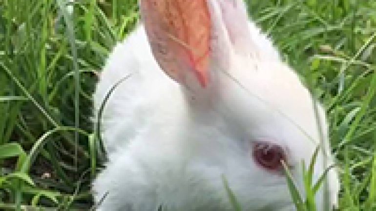 Rüyada Ağlayan Tavşan Görmek Ne Anlama Gelir, Neye İşarettir?