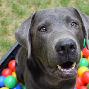 Rüyada Çoban Köpeği Görmek