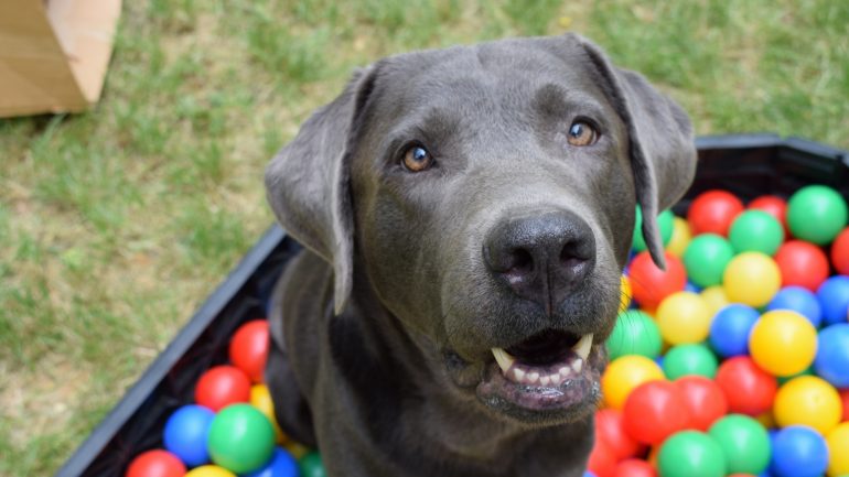 Rüyada Köpek Görmek Ne Anlama Gelir, Neye İşarettir?