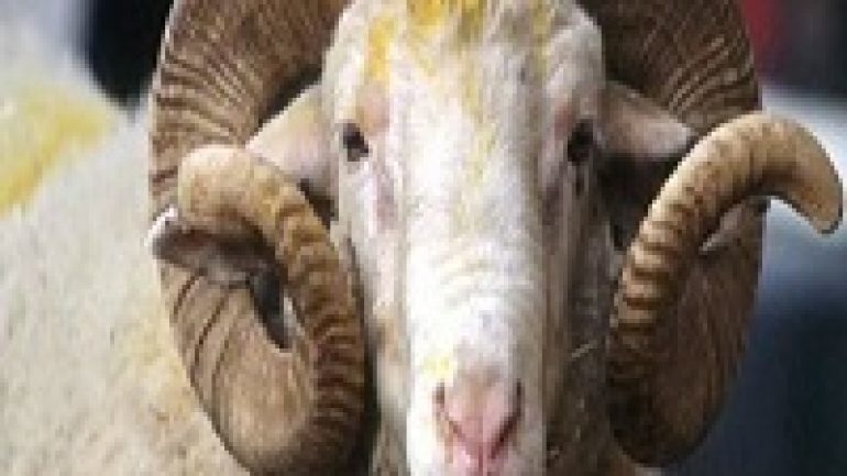 Rüyada Adak Görmek Ne Anlama Gelir, Neye İşarettir?