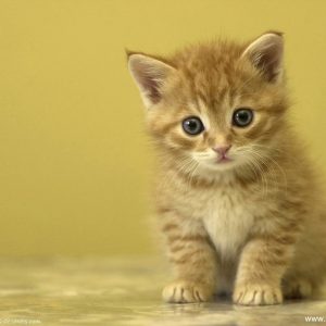 Ruyada Sari Yavru Kedi Gormek Ne Anlama Gelir Neye Isarettir Ruya Tabirleri