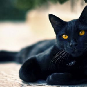 Ruyada Siyah Kedi Gormek Ne Anlama Gelir Neye Isarettir Ruya Tabirleri