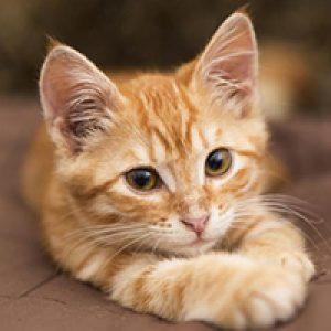 Ruyada Turuncu Kedi Gormek Ne Anlama Gelir Neye Isarettir Ruya Tabirleri