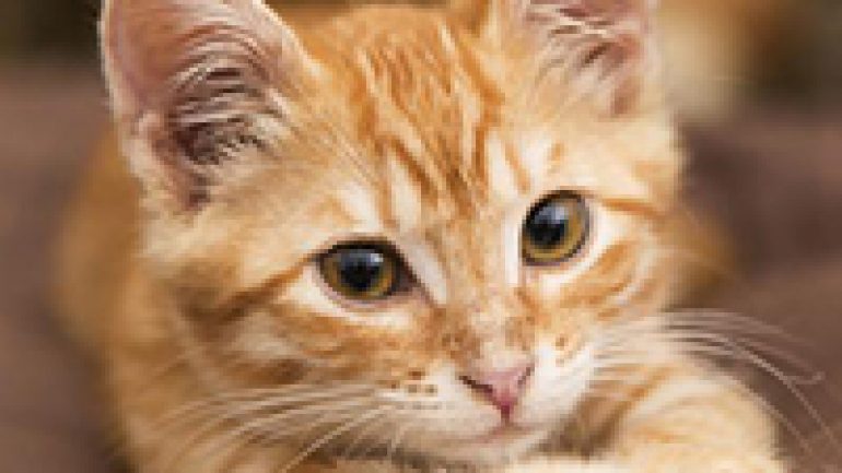 Rüyada Turuncu Kedi Görmek Ne Anlama Gelir, Neye İşarettir?