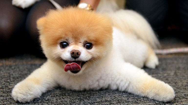 Rüyada Yavru Köpek Ölüsü Görmek Ne Anlama Gelir, Neye İşarettir