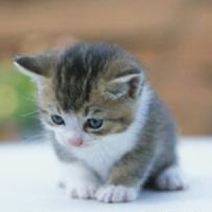 ruyada evden kedi cikarmak ne anlama gelir neye isarettir ruya tabirleri