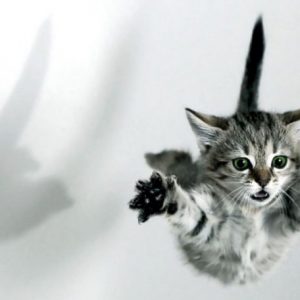 ruyada kedi atmak ne anlama gelir neye isarettir ruya tabirleri