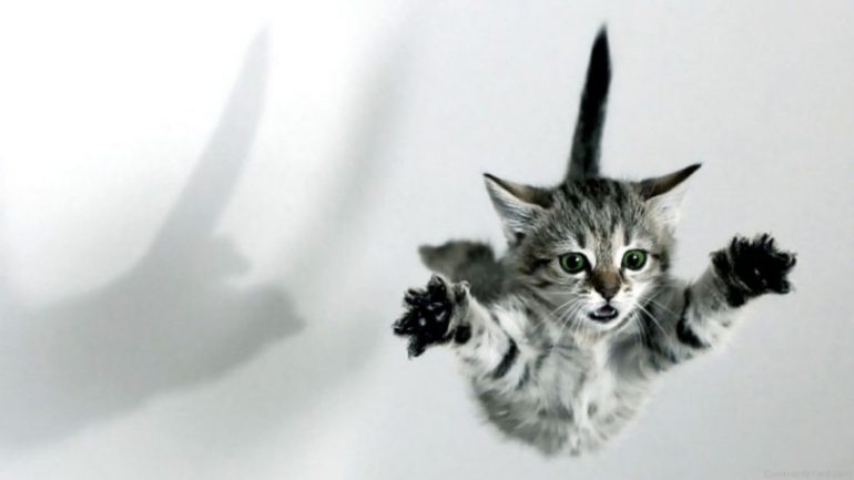 Rüyada Kedi Atmak Ne Anlama Gelir, Neye İşarettir?