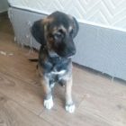 Rüyada Eve Köpek Girdiğini Görmek Ne Anlama Gelir, Neye İşarettir?