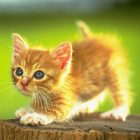 Rüyada Sarı Kedi Yavrusu Görmek Ne Anlama Gelir, Neye İşarettir?