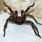 Rüyada Tarantula Görmek Ne Anlama Gelir, Neye İşarettir?