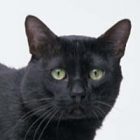 Rüyada Kara Kedi Görmek Ne Anlama Gelir, Neye İşarettir?