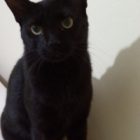 Rüyada Kara Kedi Yavrusu Görmek Ne Anlama Gelir, Neye İşarettir?