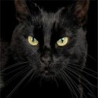 Rüyada Kara Yavru Kedi Görmek Ne Anlama Gelir, Neye İşarettir?