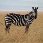 Rüyada Zebra Görmek Ne Anlama Gelir, Neye İşarettir?