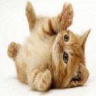 Rüyada Kahverengi Kedi Yavrusu Görmek Ne Anlama Gelir, Neye İşarettir?