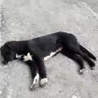 Rüyada Köpek Can Çekişmesi Ne Anlama Gelir, Neye İşarettir?