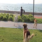 Rüyada Köpeklerin Arasından Geçmek Ne Anlama Gelir, Neye İşarettir?