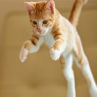 Rüyada Kedi Zıplaması Görmek Ne Anlama Gelir, Neye İşarettir?